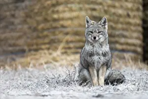Chile Prints: Darwin's fox (Lycalopex fulvipes) portrait