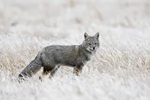 Chile Prints: Darwin's fox (Lycalopex fulvipes) standing in long grass