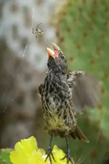 Araneidae Prints: Darwin's Genovesa cactus finch (Geospiza propinqua) catching an Orb spider (Araneidae) in its web