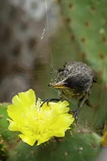 Succulents Prints: Darwin's Genovesa cactus finch (Geospiza propinqua) feeding on Prickly pear cactus (Opuntia sp)