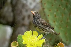 Succulents Prints: Darwin's Genovesa cactus finch (Geospiza propinqua) perched on Prickly pear cactus (Opuntia sp)