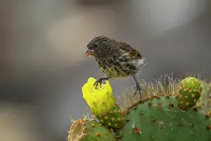 Darwin's Genovesa ground finch (Geospiza acutirostris) perched on Prickly Pear cactus (Opuntia sp.) flower, Genovesa Island, Galapagos Islands