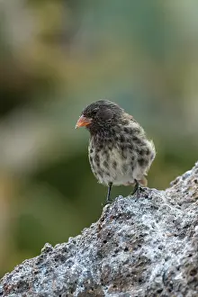 Darwins Finch Prints: Darwin's Genovesa ground finch (Geospiza acutirostris) perched on rock