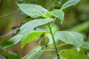 Tanager Prints: Darwin's green warbler finch (Certhidea olivace) perched on leaf, Galapagos Islands