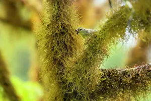 Tanager Prints: Darwin's green warbler finch (Certhidea olivace) perched on lichen covered branch with insect prey in beak