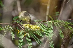 Legume Prints: Darwin's grey warbler finch (Certhidea fusca) feeding on nectar from Prosopis thorn bush (Prosopis sp)