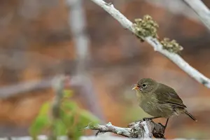 Tanager Prints: Darwin's grey warbler finch (Certhidea fusca) perched on branch in arid coastal vegetation