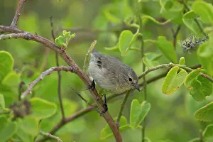 Espanola Prints: Darwin's grey warbler finch (Certhidea fusca) perched on branch in arid coastal vegetation