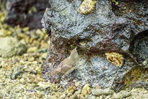 Tanager Prints: Darwin's grey warbler finch (Certhidea fusca) perched on rock foraging for insects in intertidal zone
