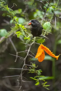 Cucurbitales Prints: Darwins large ground finch (Geospiza magnirostris) feeding on Wild cucumber