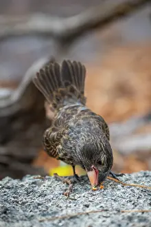 Darwins Finch Prints: Darwin's large ground finch (Geospiza magnirostris) juvenile