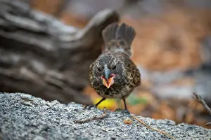 Darwins Finch Prints: Darwin's large ground finch (Geospiza magnirostris) juvenile
