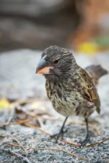 Darwins Finch Prints: Darwin's large ground finch (Geospiza magnirostris) juvenile