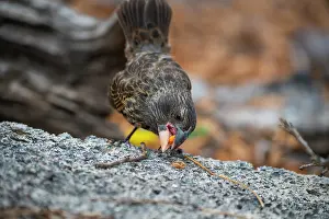 Darwins Finch Prints: Darwin's large ground finch (Geospiza magnirostris) juvenile