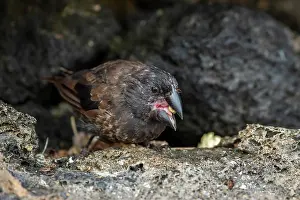 Darwins Finch Prints: Darwin's large ground finch (Geospiza magnirostris) male
