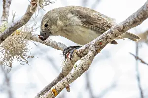 Bursera Anderssonii Prints: Darwin's large tree finch (Camarhynchus psittacula) breeding adult (black beak)