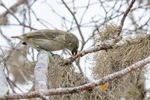 Bursera Anderssonii Prints: Darwin's large tree finch (Camarhynchus psittacula) breeding adult (black beak)