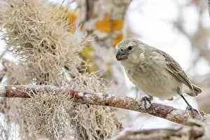Darwins Finch Prints: Darwin's large tree finch (Camarhynchus psittacula) breeding adult (black beak)