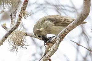 Bursera Anderssonii Prints: Darwin's large tree finch (Camarhynchus psittacula) breeding adult (black beak)