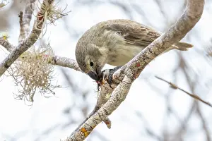 Bursera Anderssonii Prints: Darwin's large tree finch (Camarhynchus psittacula) breeding adult (black beak)