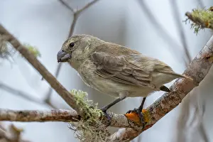 Darwins Finch Prints: Darwin's large tree finch (Camarhynchus psittacula) perched on branch