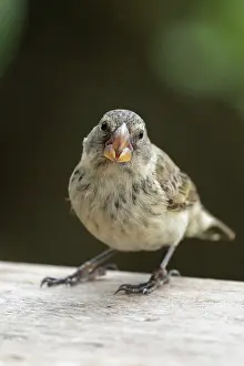 Darwins Finch Prints: Darwin's large tree finch (Camarhynchus psittacula) portrait, Galapagos Islands