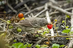 August 2021 Highlights Gallery: Darwins medium ground finch (geospiza fortis), eating native tomatoes