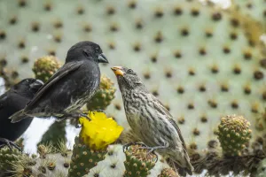 Darwin's medium ground finch (geospiza fortis), eating Opuntia cactus flowers Darwin's medium ground finch (geospiza fortis), eating Opuntia cactus flowers