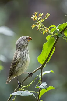 February 2022 Highlights Collection: Darwins medium ground finch (Geospiza fortis) feeding on wild seeds