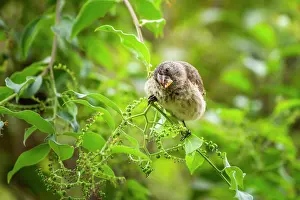 Boraginaceae Prints: Darwin's medium ground finch (Geospiza fortis) feeding on unripe Soldierbush (Tournefortia sp)