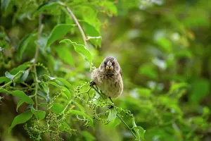 Boraginaceae Prints: Darwin's medium ground finch (Geospiza fortis) feeding on unripe Soldierbush (Tournefortia sp)