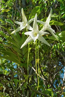 Angiosperm Gallery: Darwins Orchid (Angraecum sesquipedale) species which is pollinated by a long-tongued moth