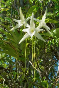 Lilianae Prints: Darwins Orchid (Angraecum sesquipedale) species which is pollinated by a long-tongued moth