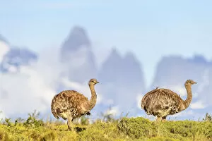 2019 December Highlights Gallery: Darwins rhea (Pterocnemia pennata), two with tower peaks in background. Torres