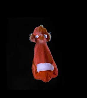 Anthers Gallery: Darwins slipper flower (Calceolaria uniflora) in UV light