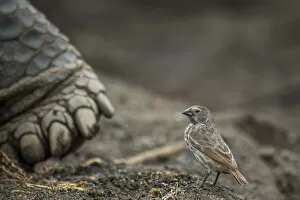 February 2022 Highlights Gallery: Darwins small ground finch (Geospiza fuliginosa), inspecting Galapagos giant