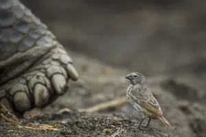February 2022 Highlights Collection: Darwins small ground finch (Geospiza fuliginosa), inspecting Galapagos giant