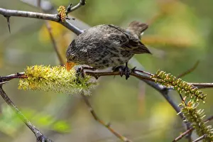 Legume Prints: Darwin's small ground finch (Geospiza fuliginosa) feeding on nectar from Prosopis thorn bush (Prosopis sp)