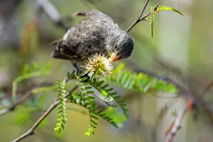 Legume Prints: Darwin's small ground finch (Geospiza fuliginosa) feeding on nectar from Prosopis thorn bush (Prosopis sp)