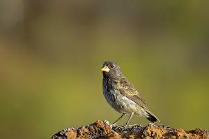 Isabela Island Prints: Darwin's small ground finch (Geospiza fuliginosa) juvenile