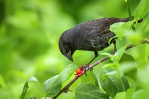 Darwins Finch Prints: Darwin's small ground finch (Geospiza fuliginosa) male