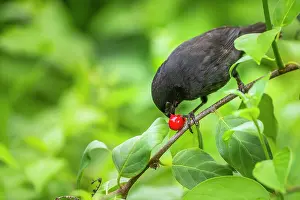 Darwins Finch Prints: Darwin's small ground finch (Geospiza fuliginosa) male
