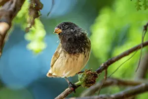 Darwins Finch Prints: Darwin's small tree finch (Camarhynchus parvulus) male