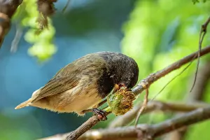 Darwin's small tree finch (Camarhynchus parvulus) male, feeding on Scalesia seed head in arid coastal vegetation, Santa Cruz Island, Galapagos Islands