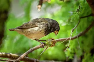 Darwins Finch Prints: Darwin's small tree finch (Camarhynchus parvulus) male