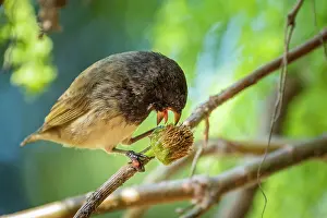 Darwins Finch Prints: Darwin's small tree finch (Camarhynchus parvulus) male