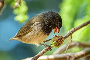 Darwins Finch Prints: Darwin's small tree finch (Camarhynchus parvulus) male