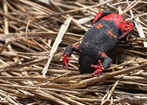 Toad Prints: Darwin's toad (Melanophryniscus montevidensis) unken reflex behaviour