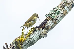 February 2022 Highlights Collection: Darwins woodpecker finch (Cactospiza pallida) using twig as tool to extract beetle