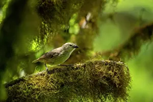 Darwins Finch Prints: Darwin's woodpecker finch (Cactospiza pallida) perched on lichen covered branch in highland Scalesia cloud forest